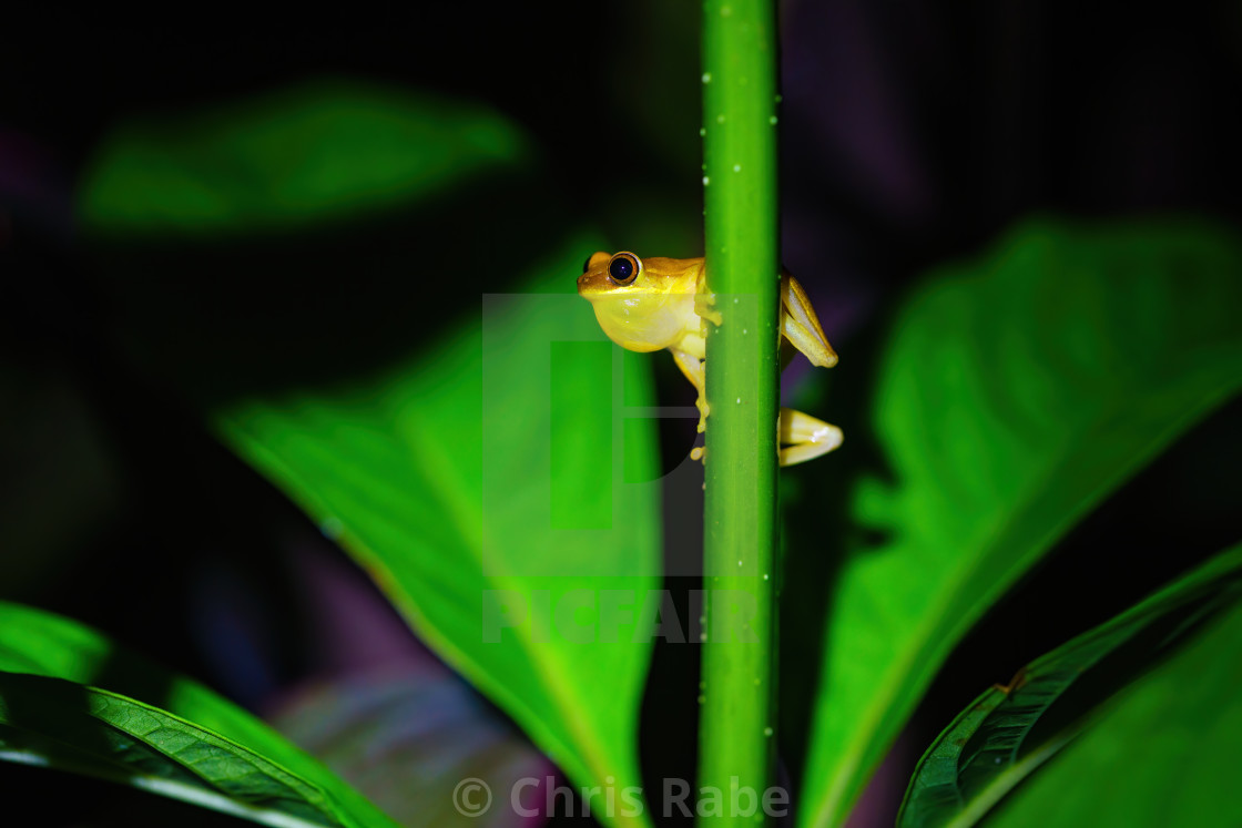 "Small-headed tree frog (Hyla microcephala)" stock image