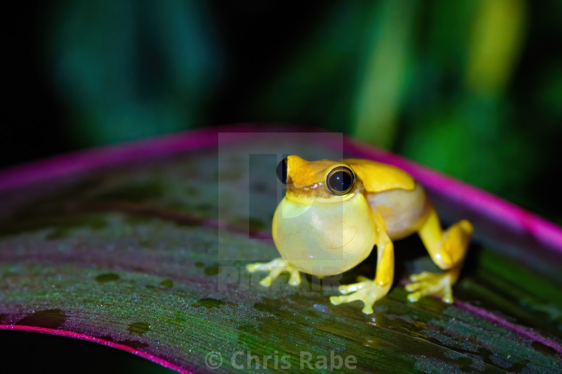 "Small-headed tree frog (Hyla microcephala) in Costa Rica" stock image