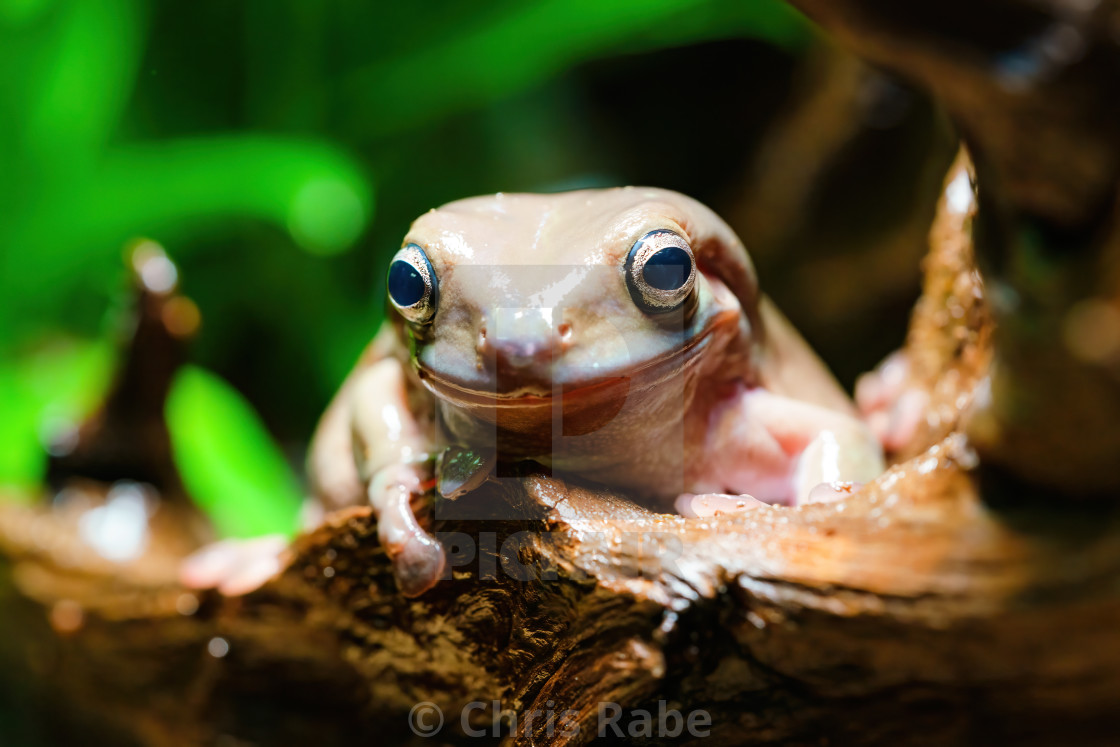 "Cute White’s Tree Frog (Litoria caerulea) ooking into camera" stock image