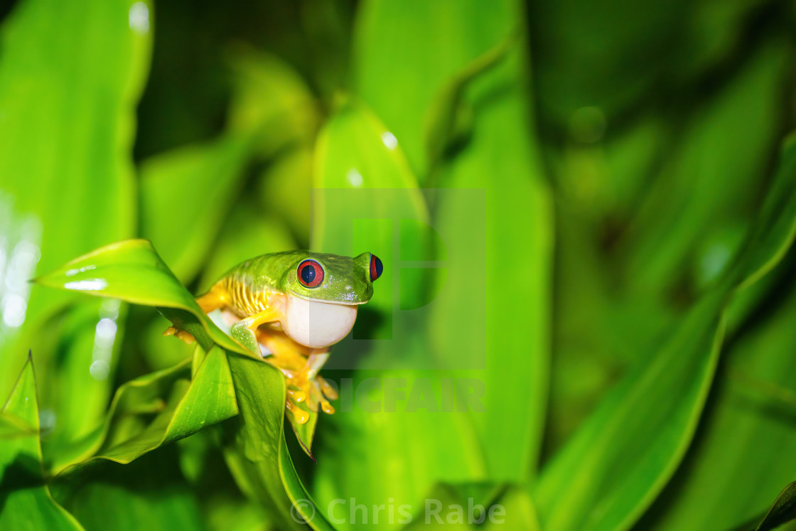 "Red-Eyed Tree Frog (Agalychnis callidryas)" stock image