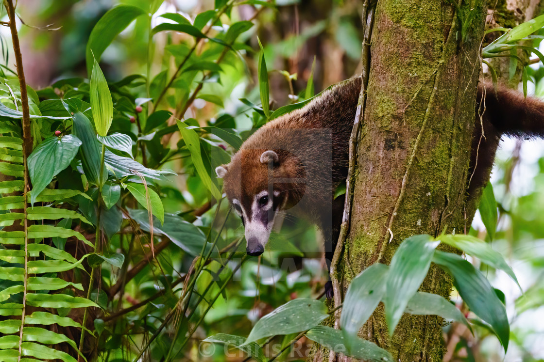 "Ring-Tailed Coati (Nasua nasua rufa) up a tree, taken in Costa Rica" stock image