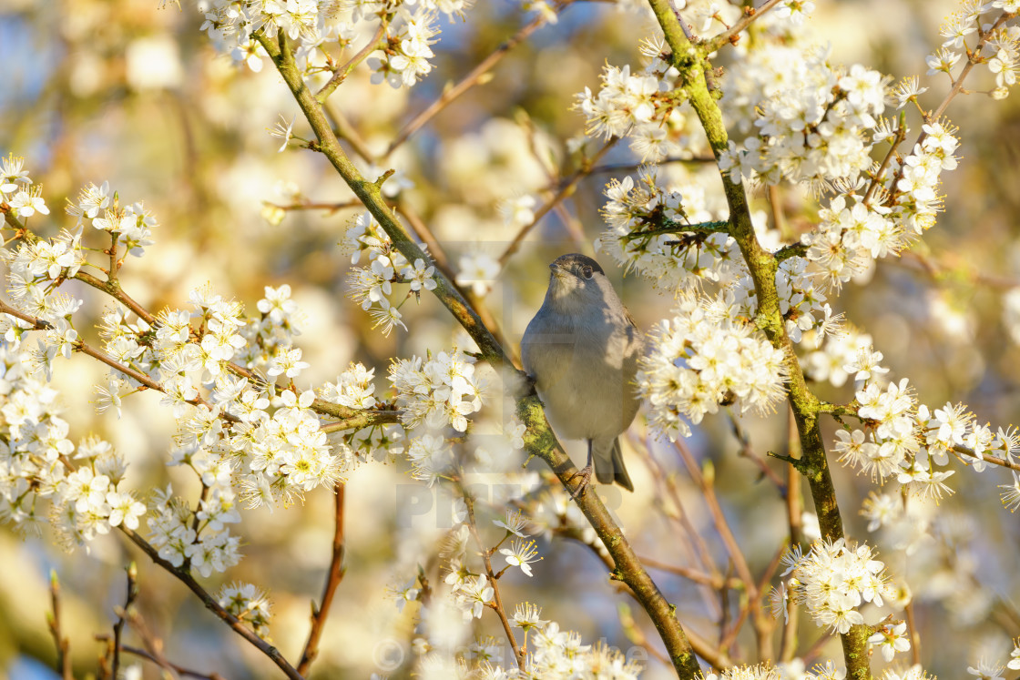 "Blackcap (Sylvia atricapilla) male perched among spring blossom, taken in..." stock image