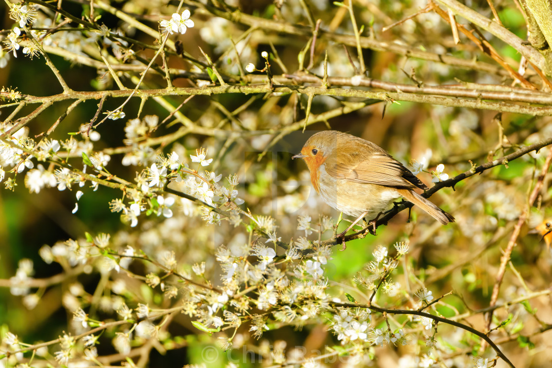 "European Robin (Erithacus rubecula) among some spring time foliage, in..." stock image