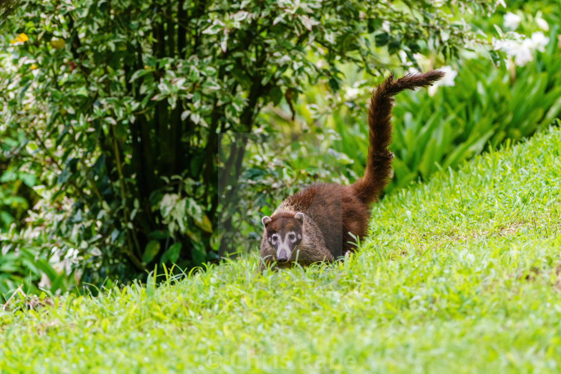 "Ring-Tailed Coati (Nasua nasua rufa) on lawn, looking at camera, taken in..." stock image