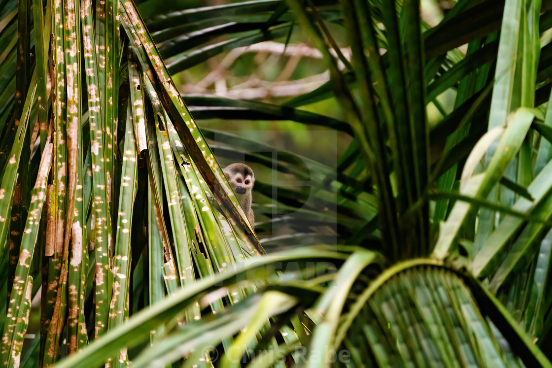 "Common Squirrel Monkey (Saimiri sciureus) peeking from behind a palm frond,..." stock image