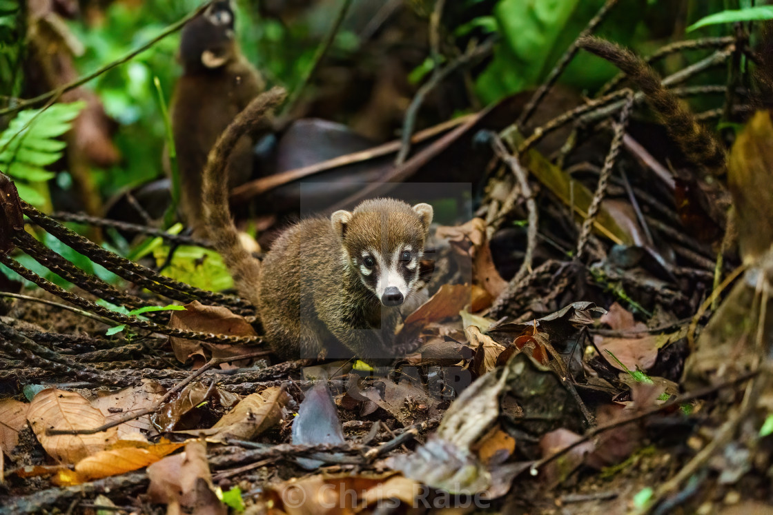 "Baby Ring-Tailed Coati (Nasua nasua rufa) looking at camera with innocent..." stock image