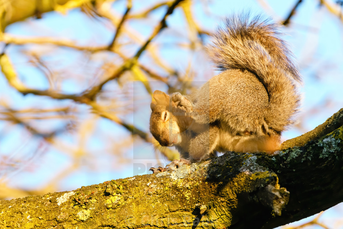 "Gray Squirrel (Sciurus carolinensis) having a scratch in golden morning..." stock image