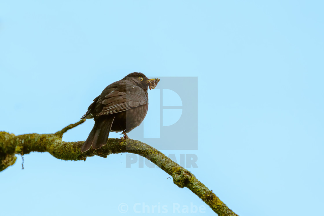 "Blackbird (Turdus merula) male with worms in beak, taken in West London" stock image