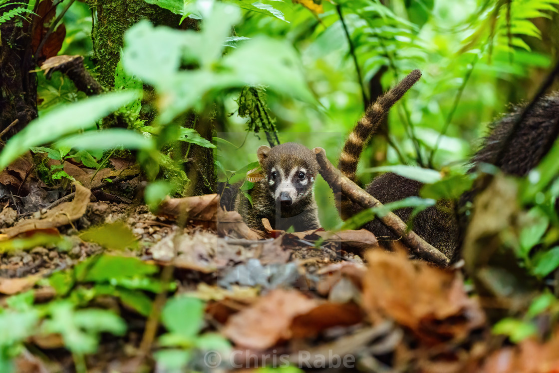 "Baby Ring-Tailed Coati (Nasua nasua rufa) following it's family, taken in..." stock image