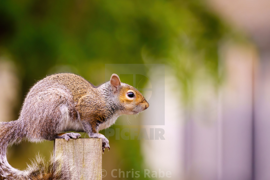 "Gray Squirrel (Sciurus carolinensis) portrait, sitting on a fence post, taken..." stock image