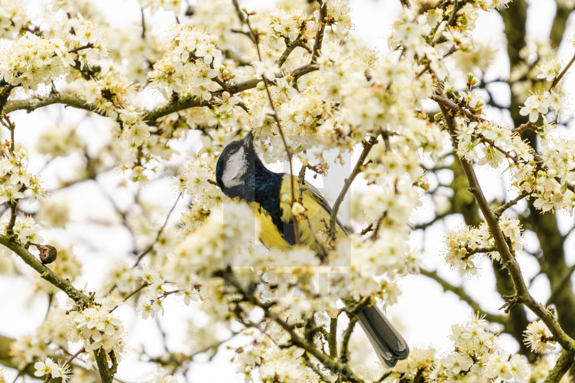 "Great Tit (Parus major) feeding off blossom nectar, taken in the UK" stock image