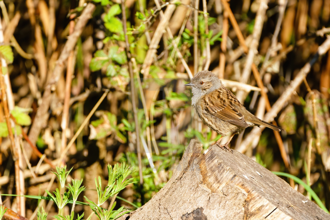 "Dunnock (Prunella modularis) in morning spring light, taken in the UK" stock image