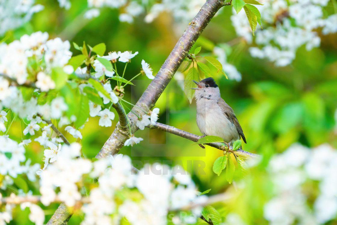 "Blackcap (Sylvia atricapilla) male perched in a tree in spring blossom..." stock image