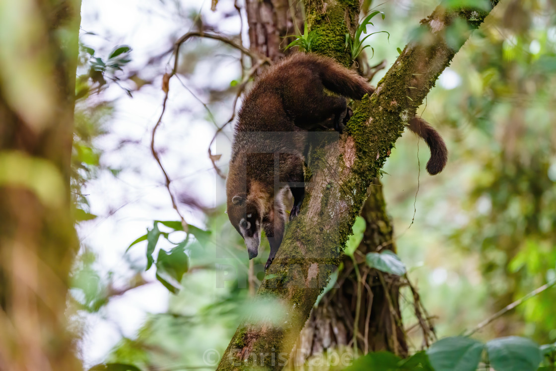 "Ring-Tailed Coati (Nasua nasua rufa) climbing downa steep branch, taken in..." stock image