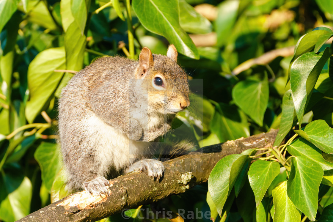 "Gray Squirrel (Sciurus carolinensis) standing on branch, taken in the UK" stock image