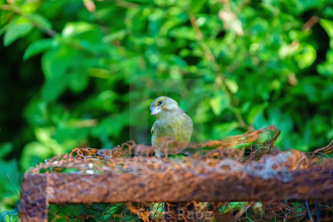 "Greenfinch (Chloris chloris) perched on top of some rusty metal with ti's..." stock image