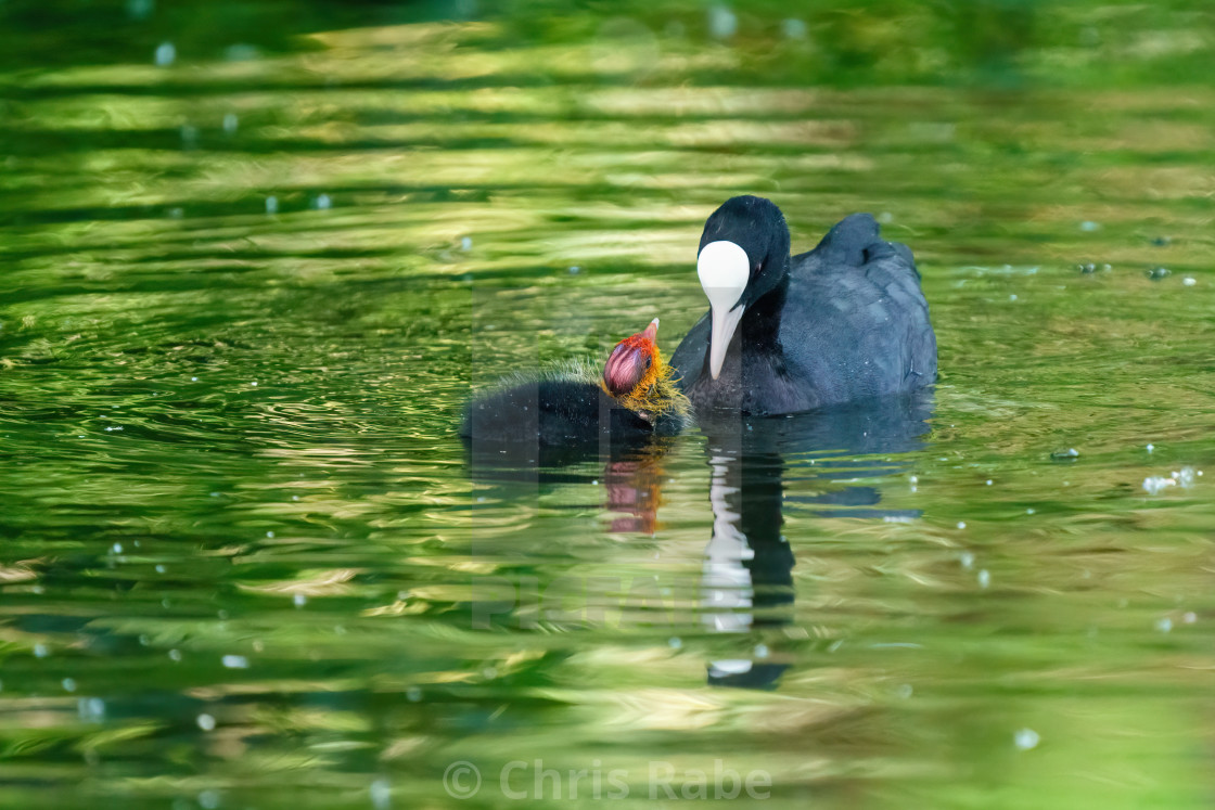 "Coot (Fulica atra) chick looking expectantly up at it's parent, waiting to be..." stock image