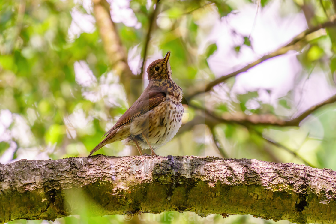 "Song Thrush (Turdus philomelos) in shade of a tree, taken in the UK" stock image