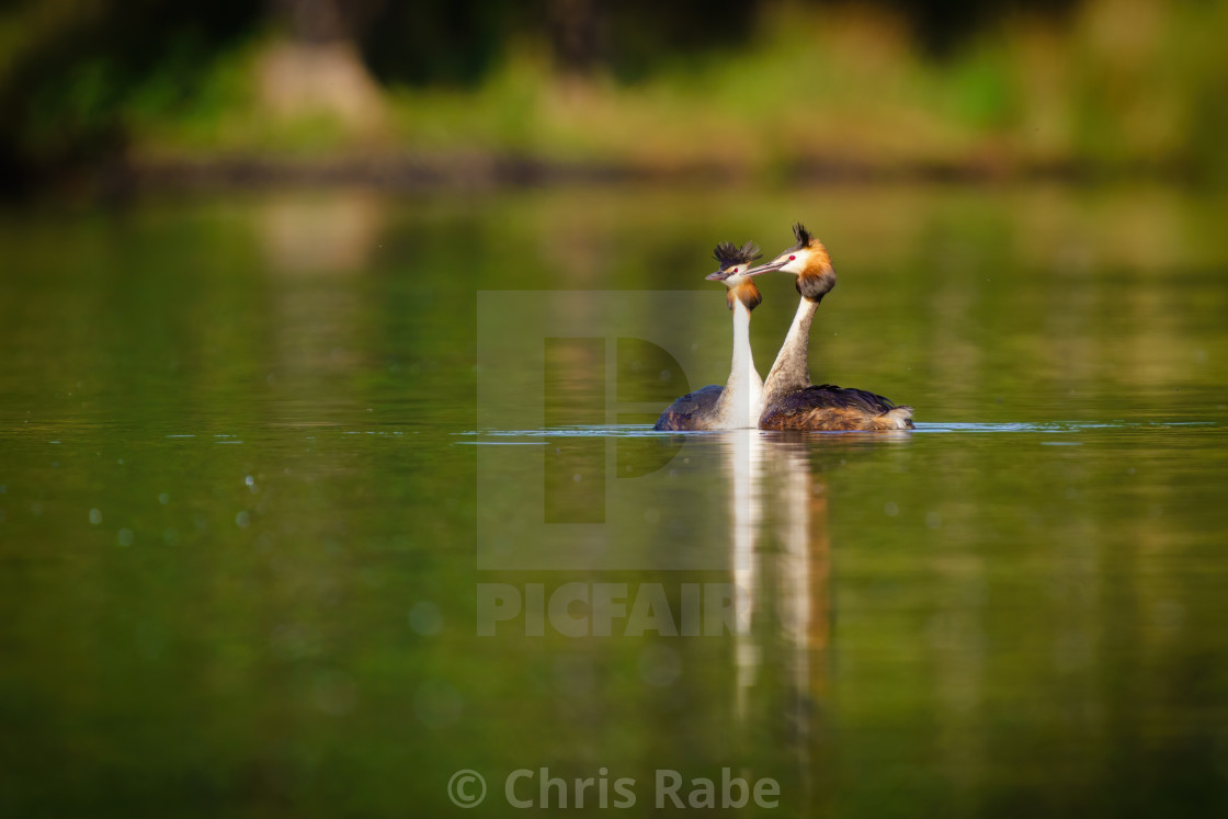 "Pair of Great Crested Grebe (Podiceps cristatus) on a still pond, taken in..." stock image