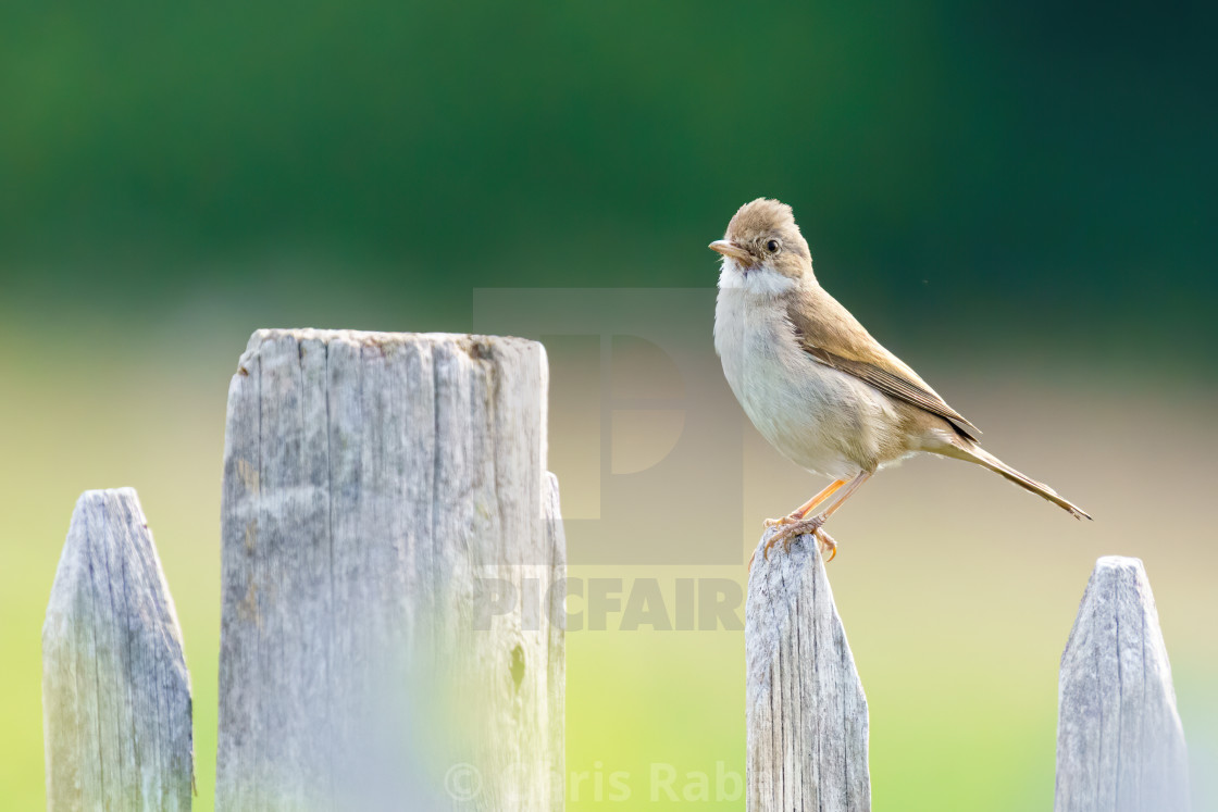 "Common Whitethroat (Sylvia communis) sitting proudlyon a fence post, taken in..." stock image