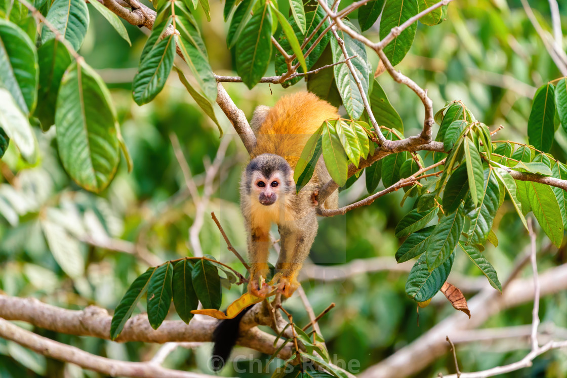 "Common Squirrel Monkey (Saimiri sciureus) feeding off seeds looks into..." stock image