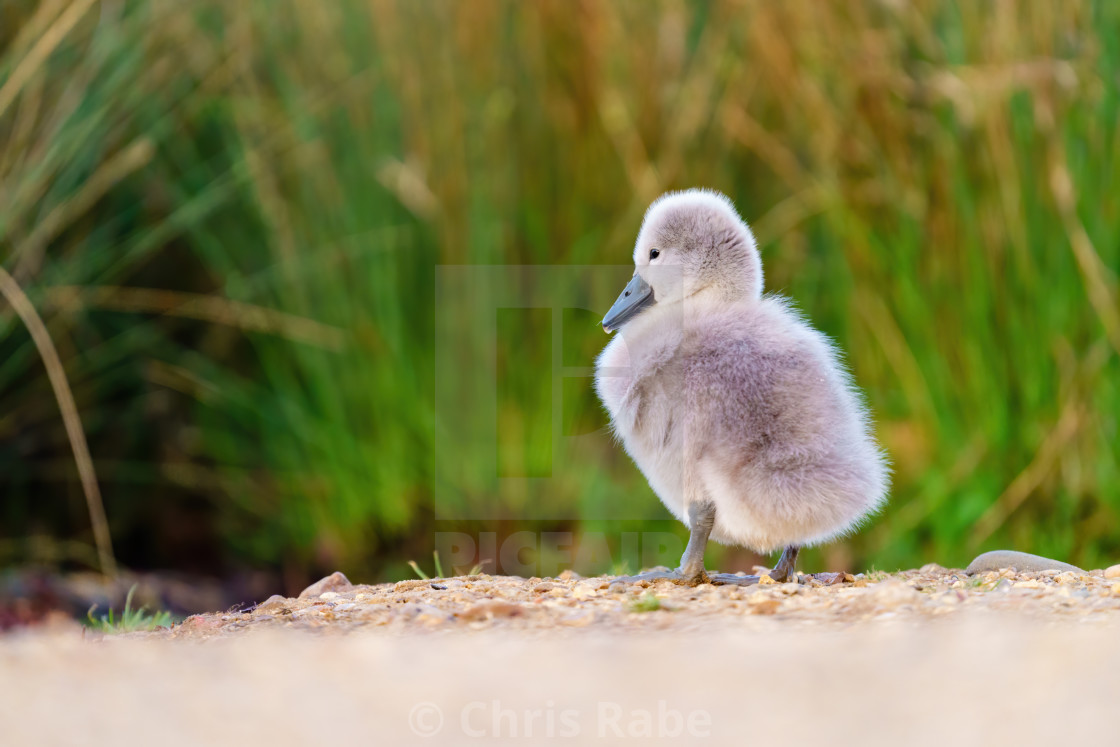 "Mute swan (Cygnus olor)" stock image