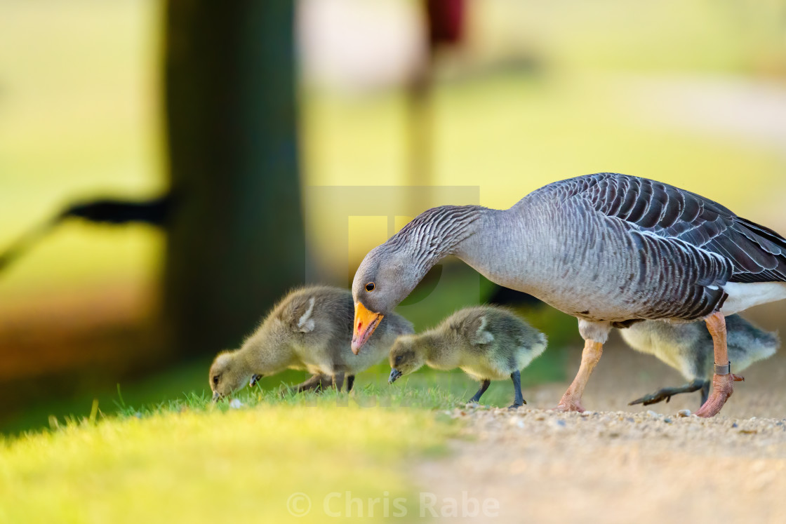 "Greylag Goose (Anser anser) family feeding along the edge of a path, taken in..." stock image