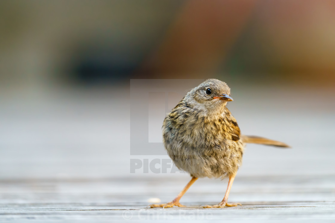 "Dunnock (Prunella modularis) juvenile, striking a pose on garden decking,..." stock image