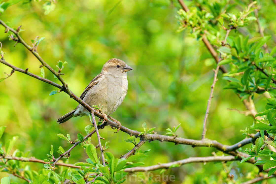 "House sparrow (Passer domesticus) female house sparrow perched on a twig in..." stock image