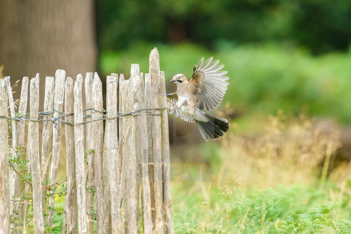 "Eurasian Jay (Garrulus glandarius) with wings spread about to land on a..." stock image