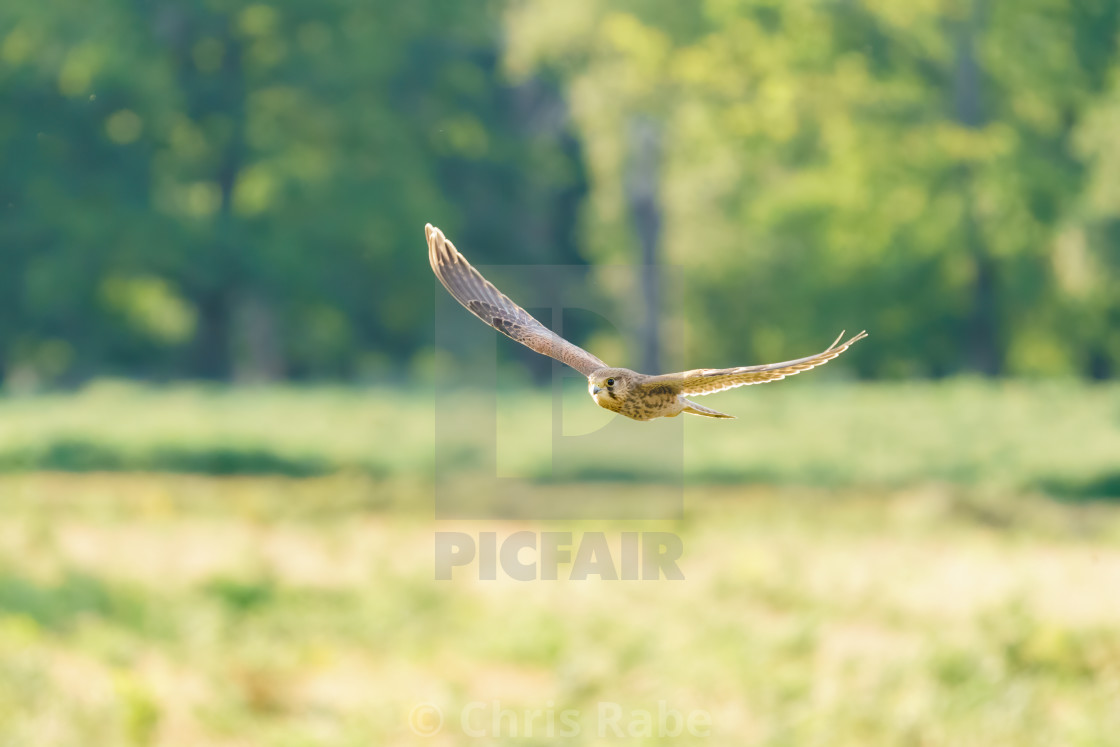 "Common Kestrel (Falco Tinnunculus) juvenile in flight, taken in London, England" stock image