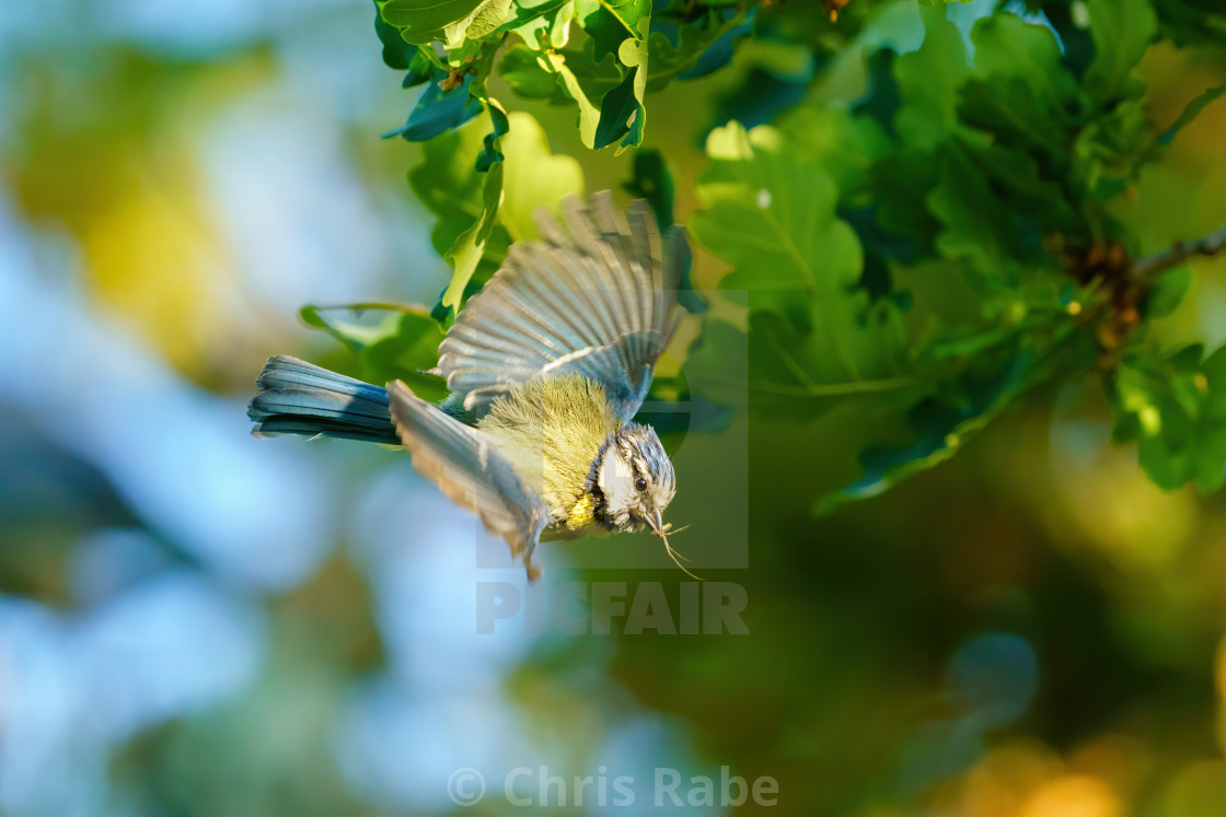 "Blue Tit (Cyanistes caeruleus) taking off, with a spider in it's beak, taken..." stock image