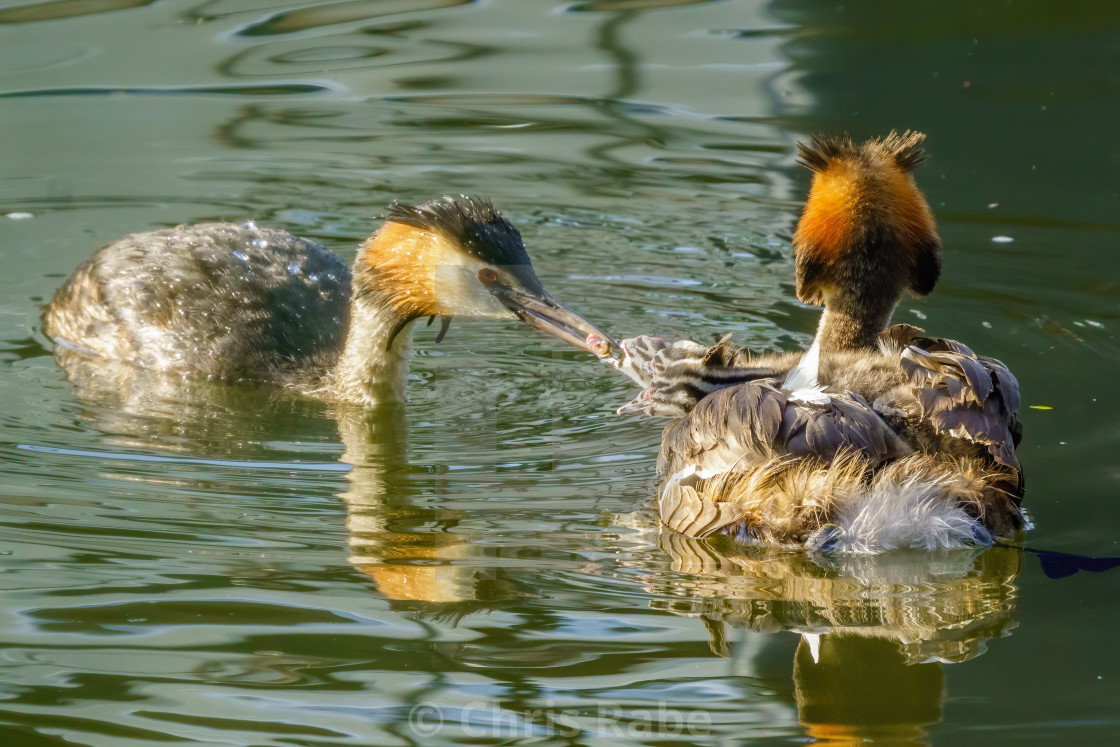 "Great Crested Grebe (Podiceps cristatus) parent feeding a fish to one of it's..." stock image