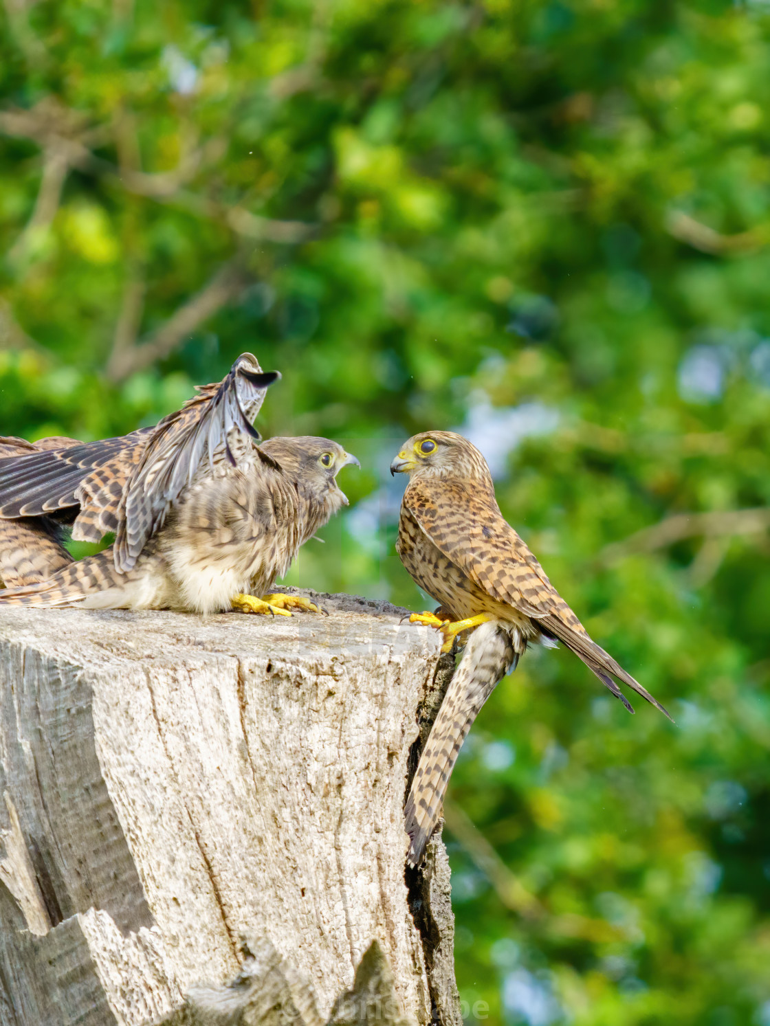 "Common Kestrel (Falco Tinnunculus) juvenile hungrily calling for food from..." stock image