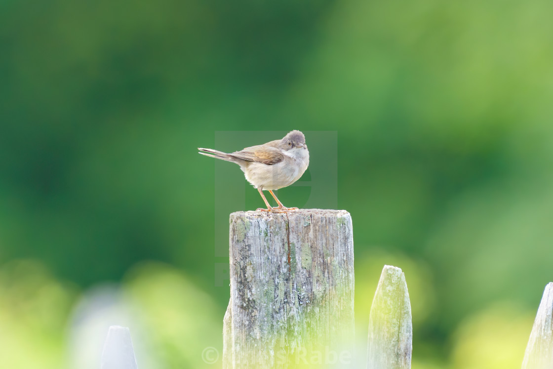 "Common Whitethroat (Sylvia communis) male on a fence post, taken in London" stock image