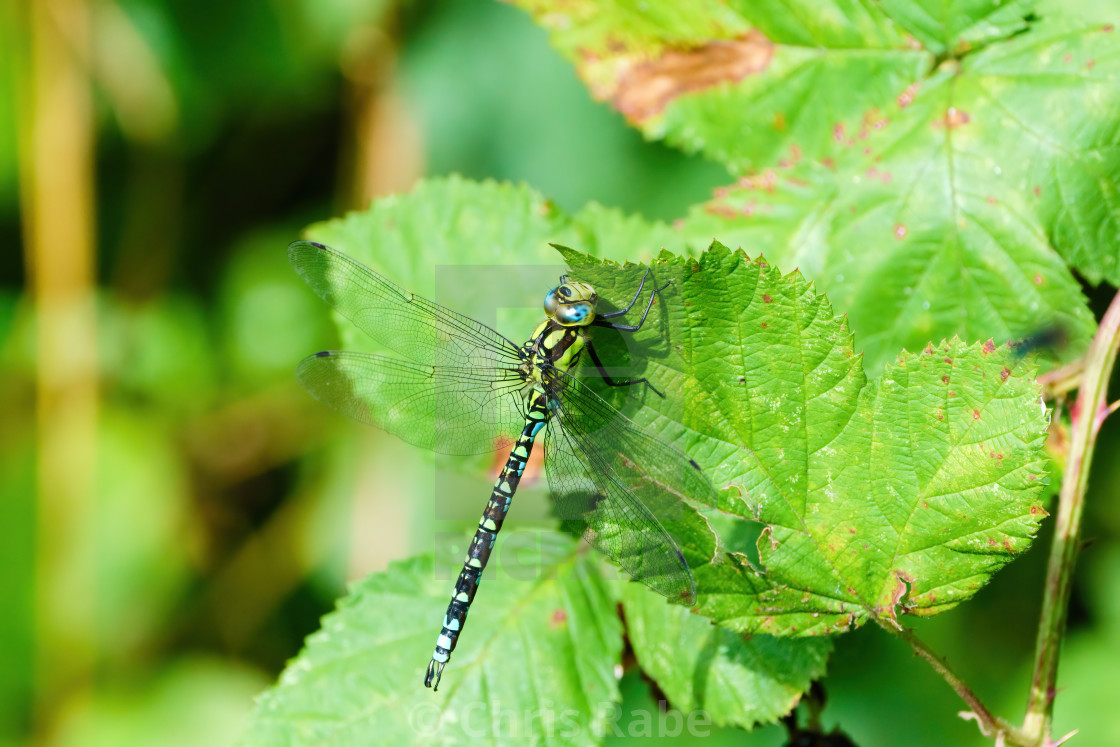 "Southern hawker (Aeshna cyanea) resting on a leaf, taken in the UK" stock image