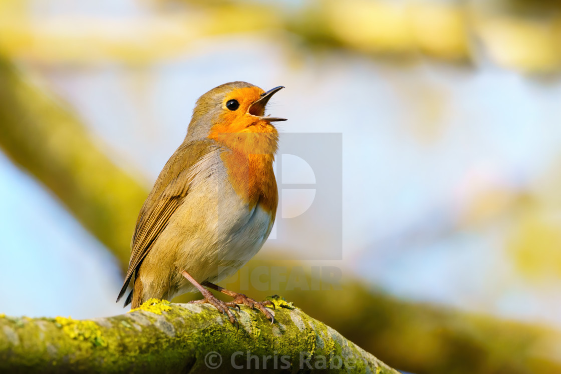 "European Robin (Erithacus rubecula) singing in early morning light, taken in..." stock image