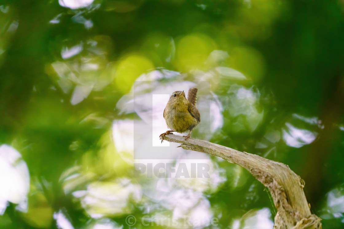 "Wren (Troglodytes troglodytes) perched on a dead branch in deep forest, taken..." stock image