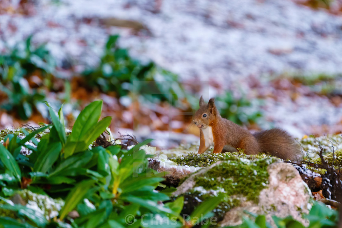 "red squirrel (Sciurus vulgaris) on ground with a nuts in it's mouth, taken in..." stock image