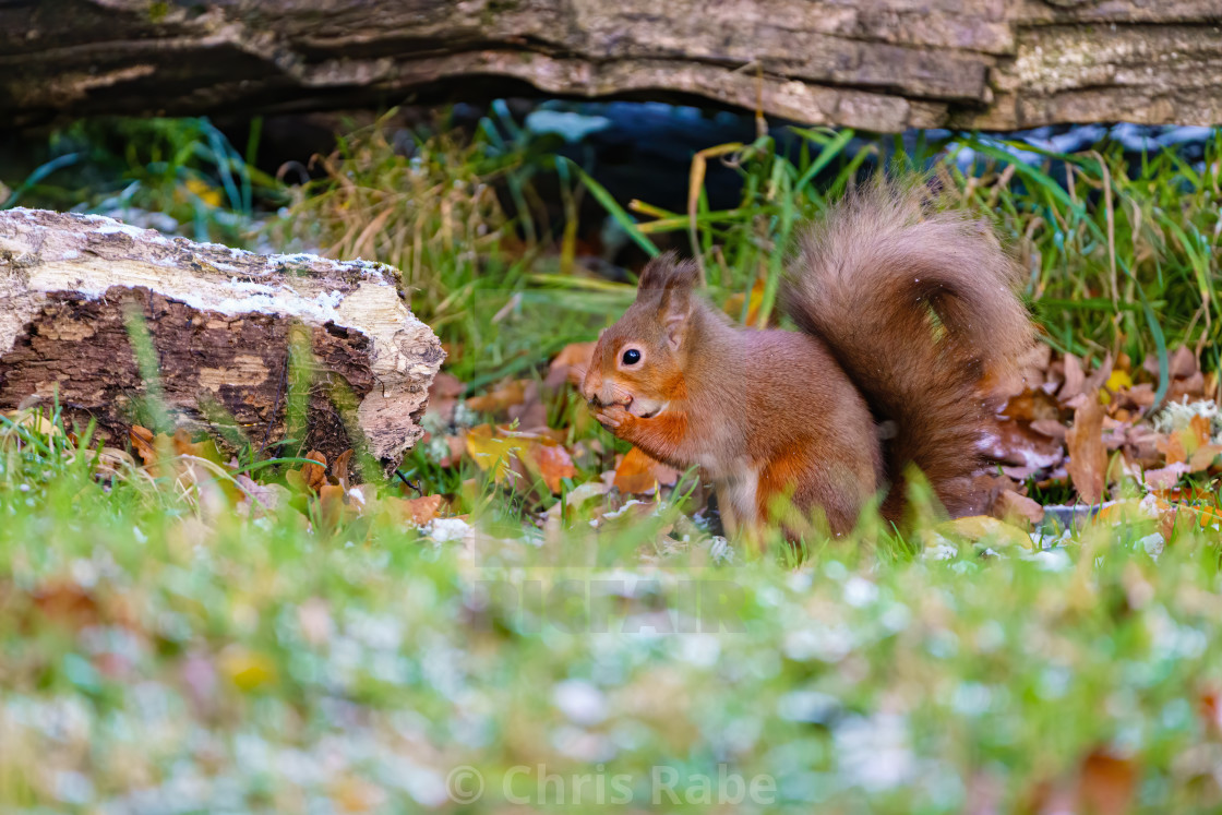 "red squirrel (Sciurus vulgaris) on the ground feeding, taken in Scotland" stock image