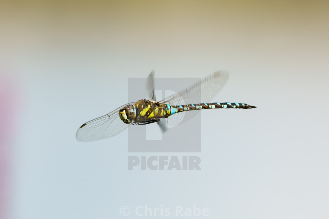 "Migrant hawker (Aeshna mixta) locseup in flight, taken in London, England" stock image