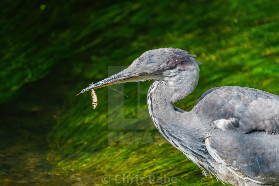 "Grey Heron (Ardea cinerea) with a tiny fish dangling from it's beak, taken in..." stock image