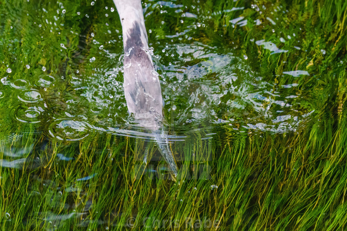 "Grey Heron (Ardea cinerea) the moment it grabs a tiny fish underwater, taken..." stock image