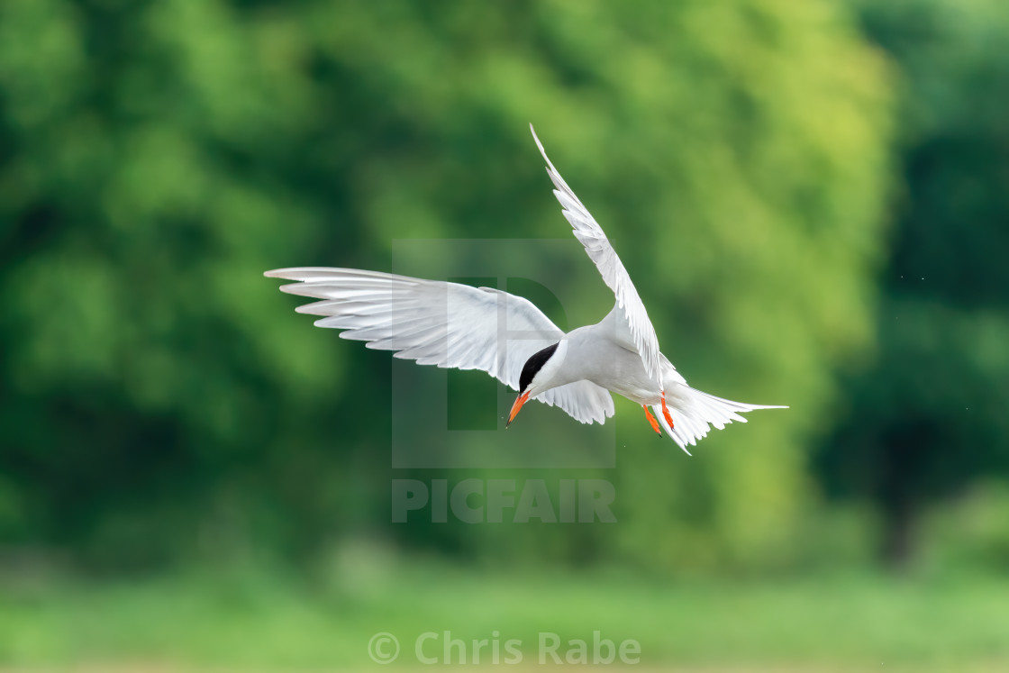 "Common Tern (Sterna hirundo) in flight, taken in London, England" stock image