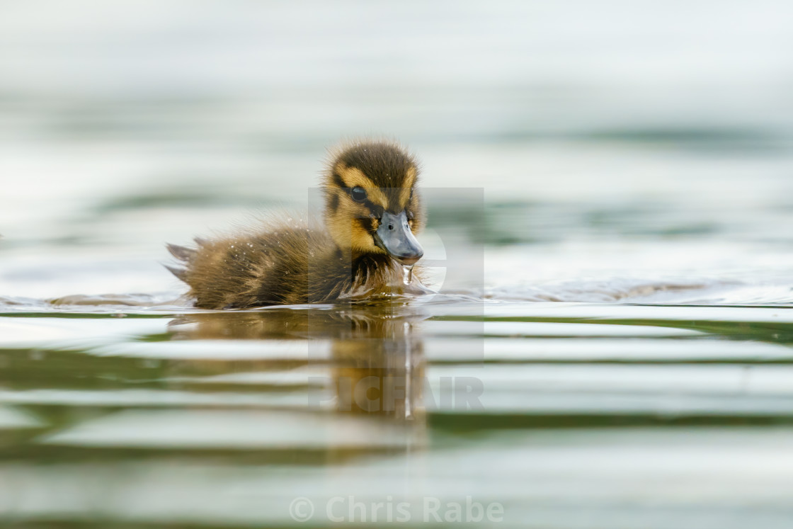 "Solitary Mallard Duck (Anas platyrhynchos) duckling on a calm pond, taken in..." stock image