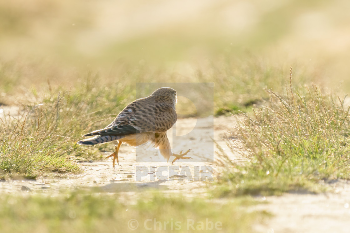 "Common Kestrel (Falco Tinnunculus) juvenile running along a path hunting for..." stock image