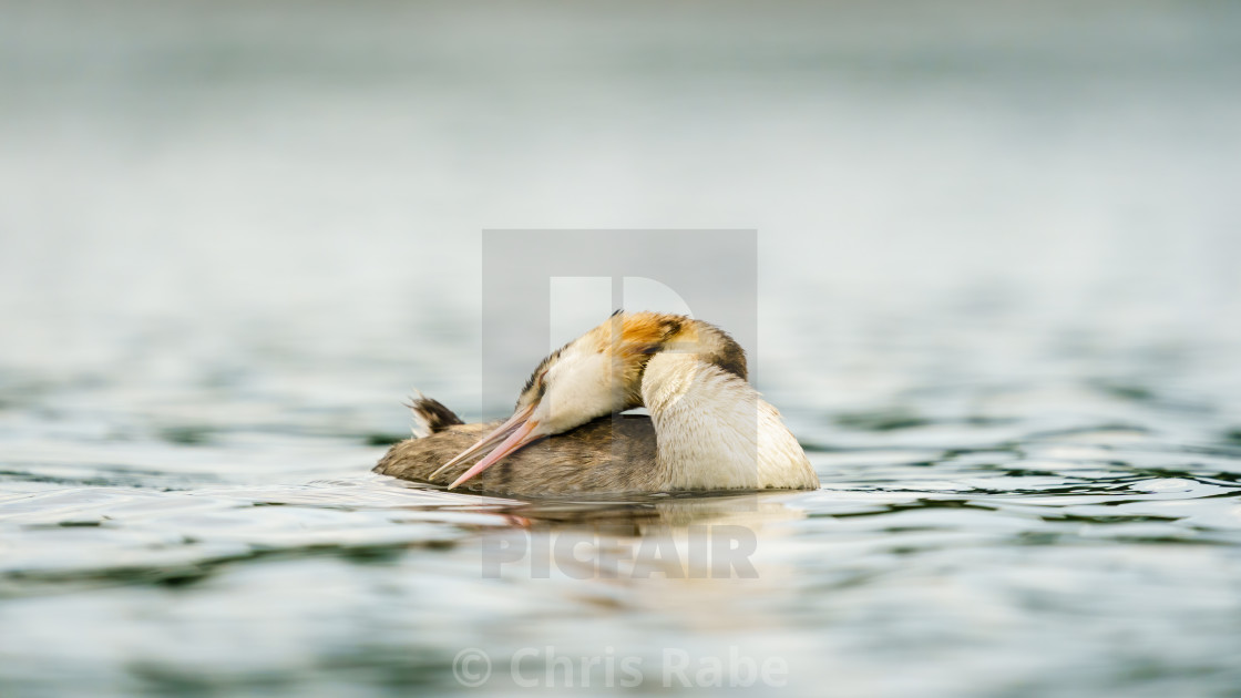 "Great Crested Grebe (Podiceps cristatus) with it's head folded back to clean..." stock image