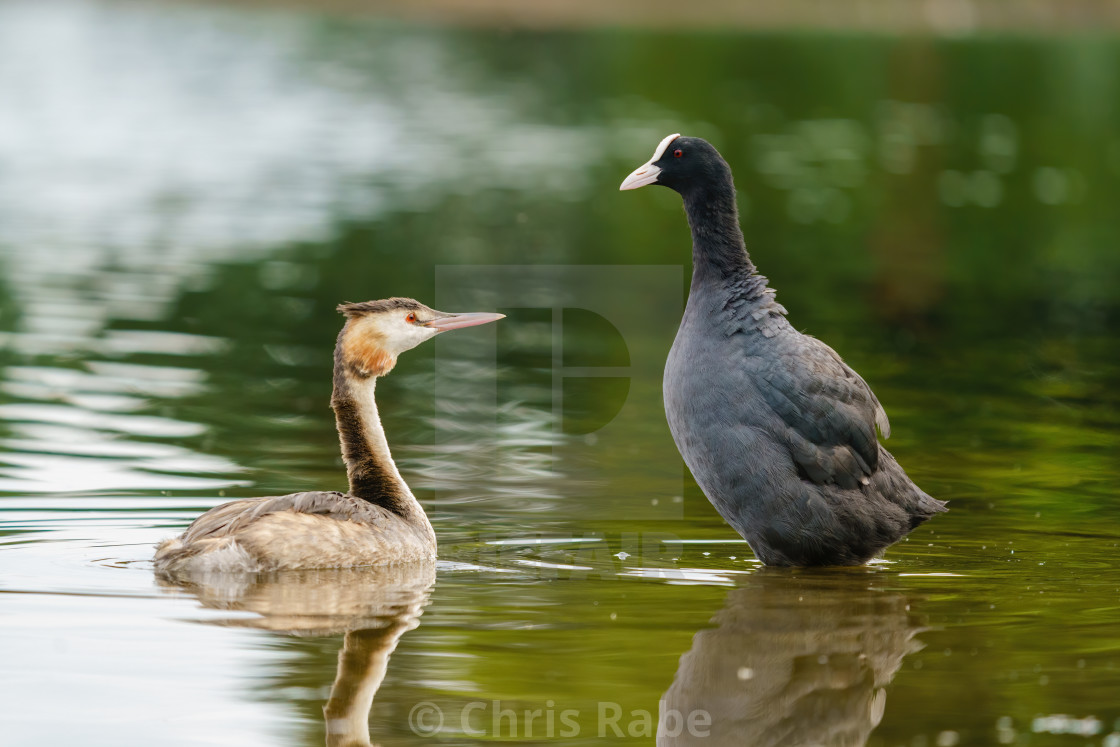 "Great Crested Grebe (Podiceps cristatus) and a coot (Fulica atra) sizing each..." stock image