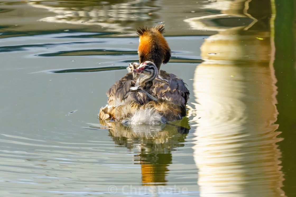 "Great Crested Grebe (Podiceps cristatus) chicks on parent's back, taken in..." stock image