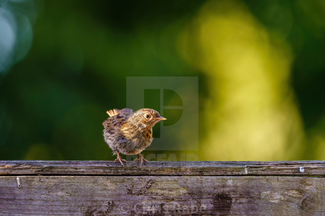 "Dunnock (Prunella modularis) juvenile sitting on a wooden fence, taken in London" stock image